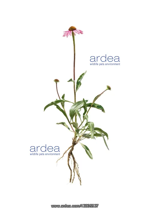 : Echinacea, Purple Coneflower : Echinacea, Purple Coneflower