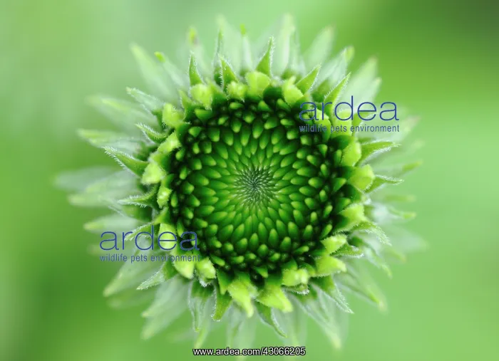 : Echinacea, Purple Coneflower : Echinacea, Purple Coneflower