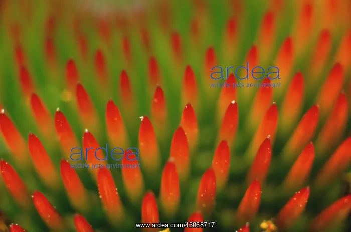 : Echinacea, Purple Coneflower : Echinacea, Purple Coneflower