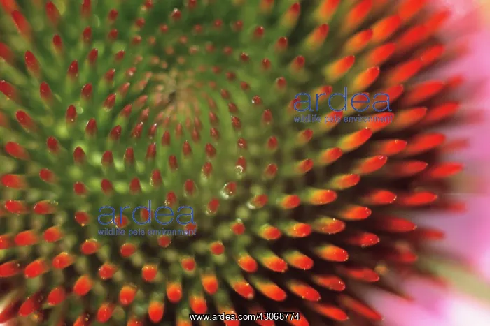 : Echinacea, Purple Coneflower : Echinacea, Purple Coneflower