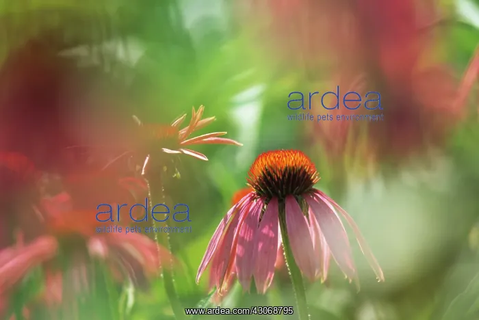 : Echinacea, Purple Coneflower : Echinacea, Purple Coneflower
