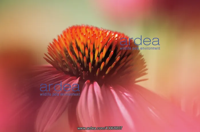 : Echinacea, Purple Coneflower : Echinacea, Purple Coneflower