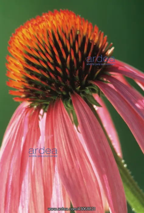 : Echinacea, Purple Coneflower : Echinacea, Purple Coneflower