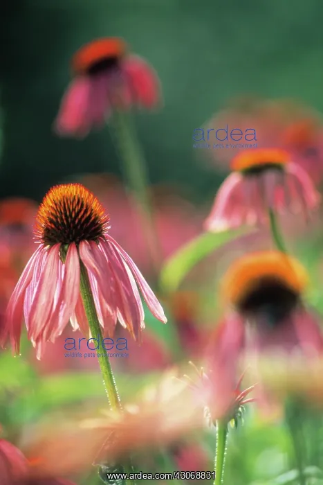 : Echinacea, Purple Coneflower : Echinacea, Purple Coneflower