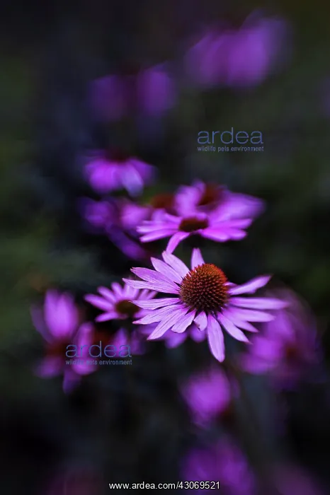 : Echinacea, Purple coneflower : Echinacea, Purple coneflower