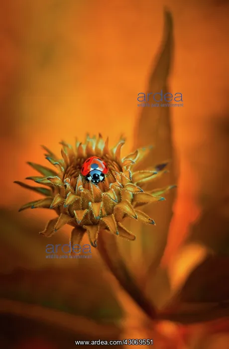  : Echinacea, Purple coneflower
