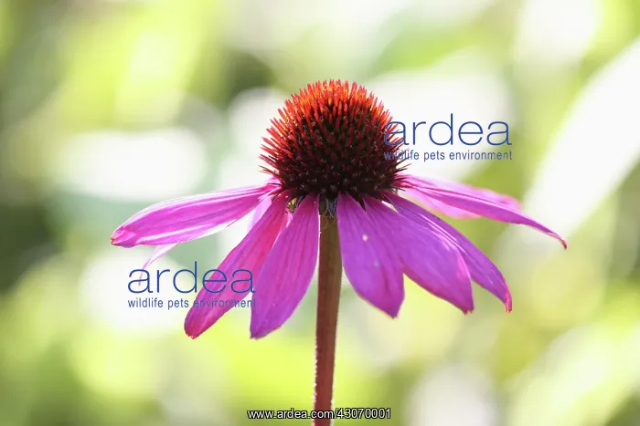 : Echinacea, Purple Coneflower : Echinacea, Purple Coneflower
