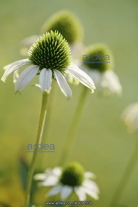 : Echinacea, Purple Coneflower : Echinacea, Purple Coneflower