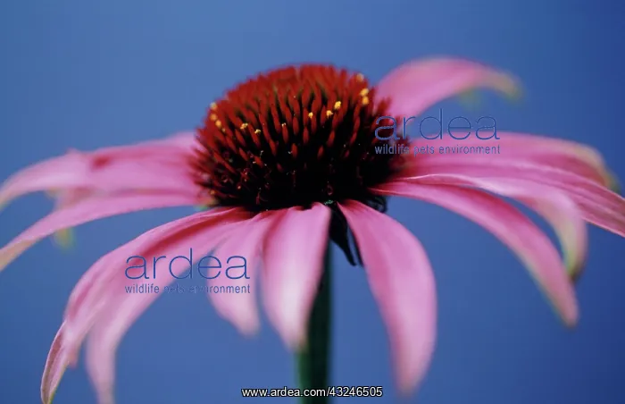  : Echinacea, Purple Coneflower