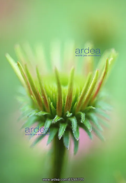 : Echinacea, Purple Coneflower : Echinacea, Purple Coneflower