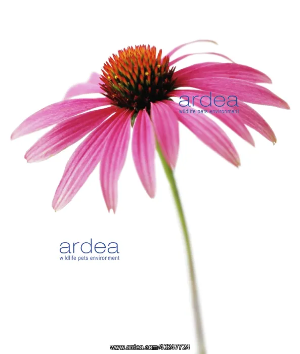 : Echinacea, Purple Coneflower : Echinacea, Purple Coneflower