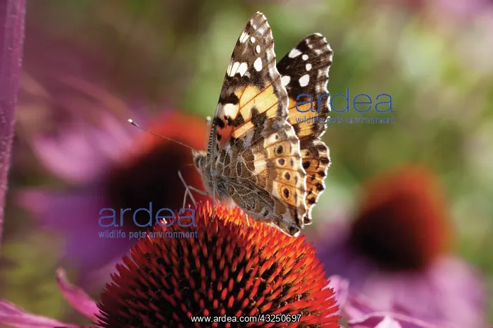 : Echinacea, Purple Coneflower : Echinacea, Purple Coneflower