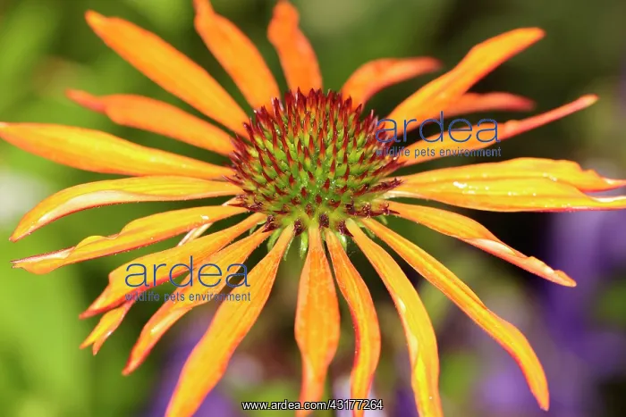: Echinacea, Purple coneflower, Echinacea cultivar : Echinacea, Purple coneflower, Echinacea cultivar