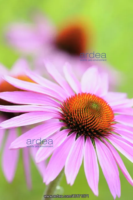: Echinacea, Purple coneflower, Echinacea, Echinacea : Echinacea, Purple coneflower, Echinacea, Echinacea