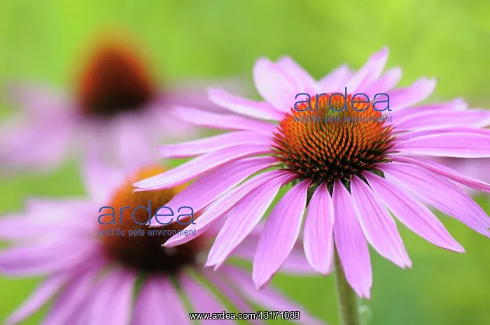 : Echinacea, Purple coneflower, Echinacea, Echinacea : Echinacea, Purple coneflower, Echinacea, Echinacea