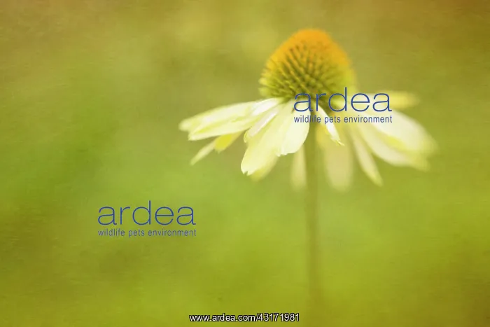: Echinacea, Purple coneflower, Echinacea purpurea : Echinacea, Purple coneflower, Echinacea purpurea