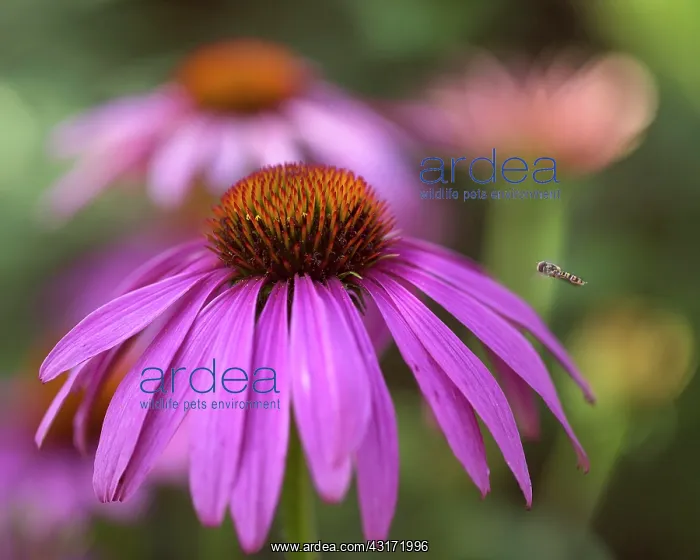 : Echinacea, Purple coneflower, Echinacea purpurea : Echinacea, Purple coneflower, Echinacea purpurea