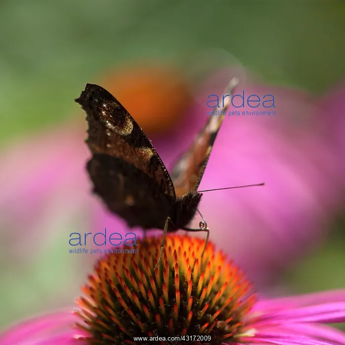 : Echinacea, Purple coneflower, Echinacea purpurea : Echinacea, Purple coneflower, Echinacea purpurea
