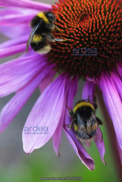 : Echinacea, Purple coneflower, Echinacea purpurea : Echinacea, Purple coneflower, Echinacea purpurea