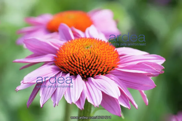 : Echinacea, Purple coneflower. Echinacea purpurea : Echinacea, Purple coneflower. Echinacea purpurea