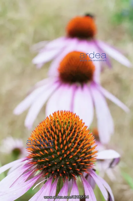 : Echinacea, Purple Coneflower, Echinacea purpurea : Echinacea, Purple Coneflower, Echinacea purpurea