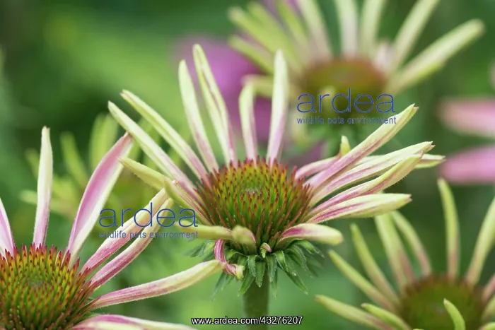 : Echinacea, Purple coneflower, Echinacea purpurea : Echinacea, Purple coneflower, Echinacea purpurea