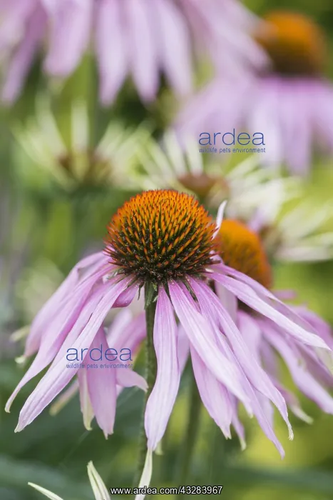 : Echinacea, Purple coneflower, Echinacea purpurea : Echinacea, Purple coneflower, Echinacea purpurea