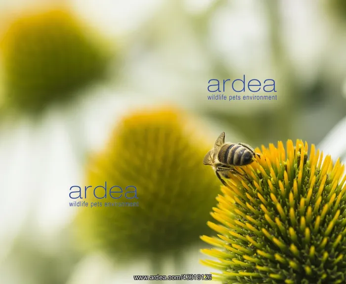 : Echinacea, Purple coneflower, Echinacea purpurea : Echinacea, Purple coneflower, Echinacea purpurea