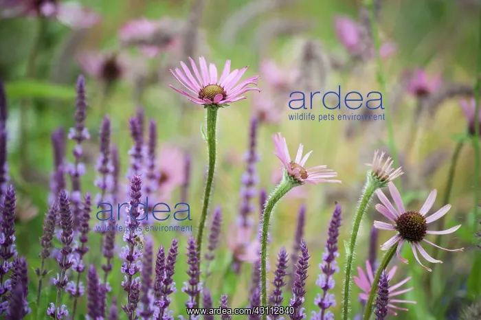 : Echinacea, Tennessee Purple coneflower, Echinacea : Echinacea, Tennessee Purple coneflower, Echinacea