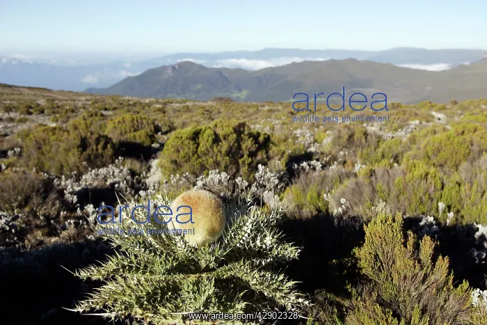 : Echinops ellenbeckii - endemic plant in Ethiopia : Echinops ellenbeckii - endemic plant in Ethiopia