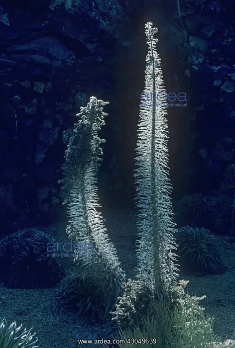: Echium, Tower of Jewels, Echium wildpretii : Echium, Tower of Jewels, Echium wildpretii