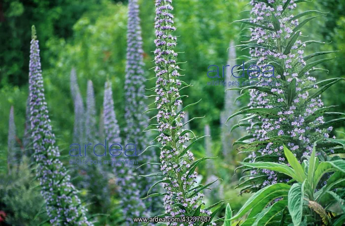 : Echium, Tower of Jewels, Echium wildpretii : Echium, Tower of Jewels, Echium wildpretii