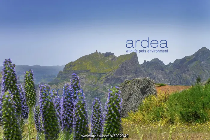 : Echium candicans, Madeira-Natternkopf, Zentralgebirge : Echium candicans, Madeira-Natternkopf, Zentralgebirge