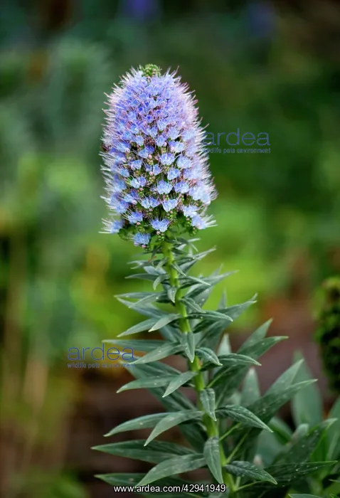 : Echium nervosum - Madeira's Botanical Garden : Echium nervosum - Madeira's Botanical Garden