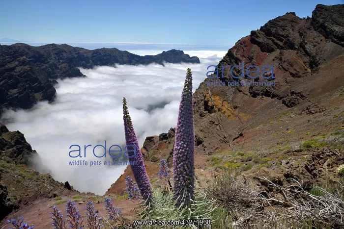: Echium wildpretii (Echium wildpretii) in front of : Echium wildpretii (Echium wildpretii) in front of