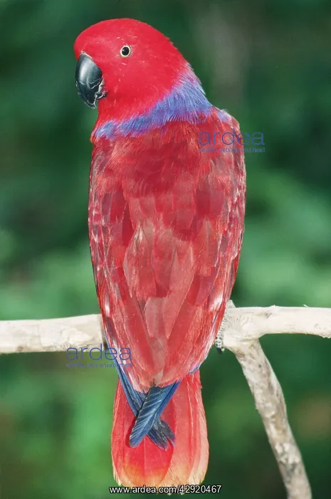 : Eclectus Parrot : Eclectus Parrot