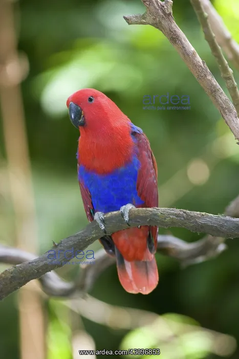 : Eclectus Parrot : Eclectus Parrot