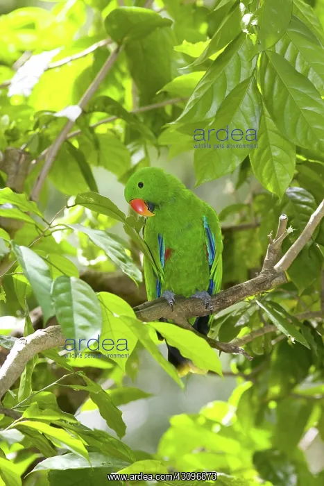 : Eclectus Parrot : Eclectus Parrot