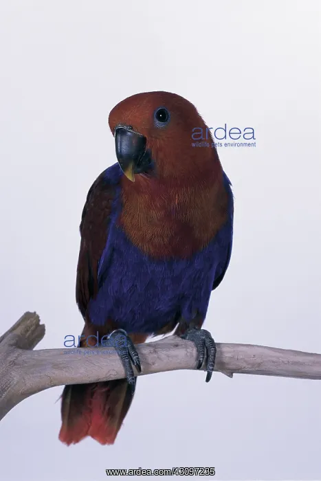 : Eclectus parrot : Eclectus parrot