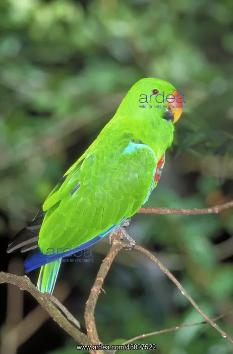 : Eclectus Parrot : Eclectus Parrot