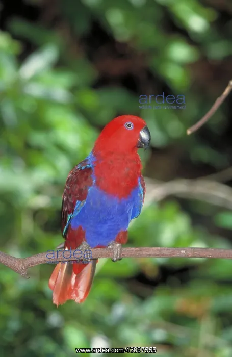 : Eclectus Parrot : Eclectus Parrot