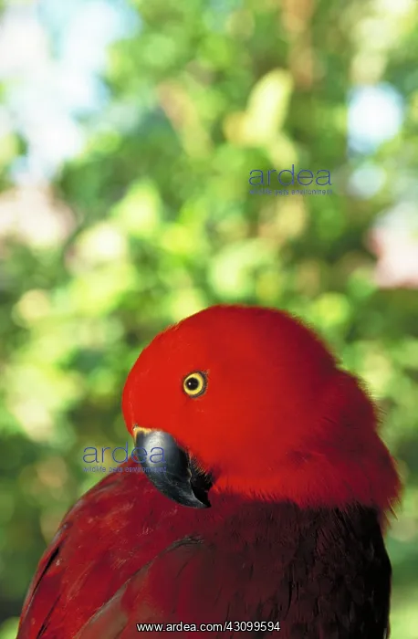 : Eclectus parrot : Eclectus parrot