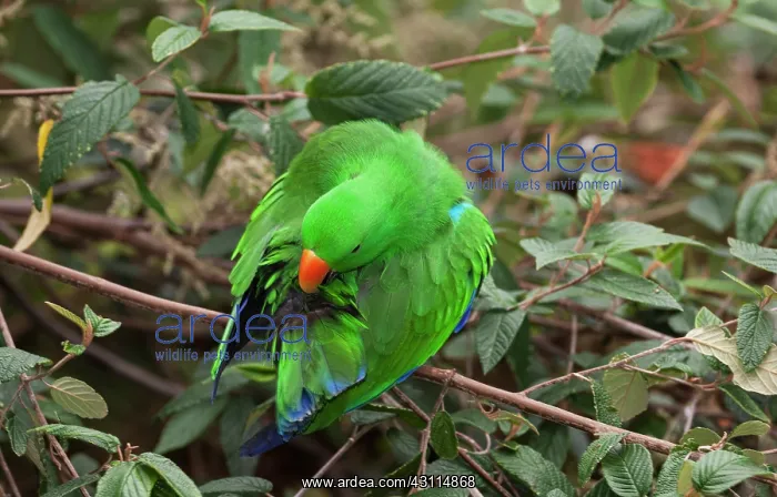 : Eclectus Parrot : Eclectus Parrot