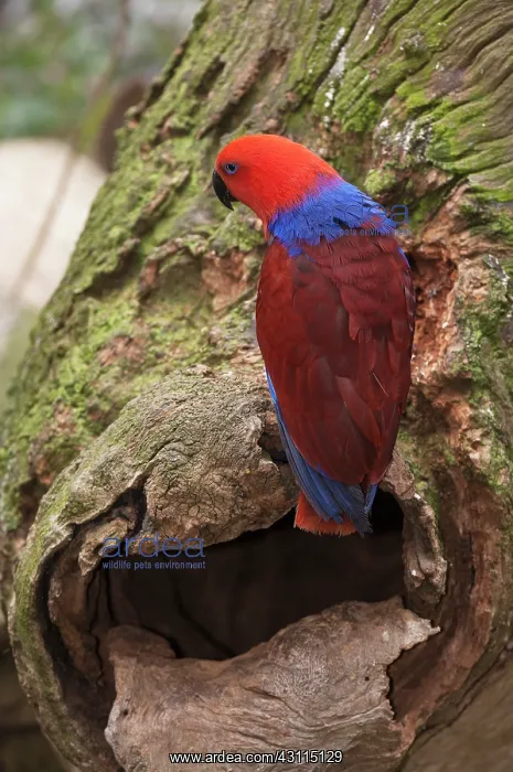 : Eclectus Parrot : Eclectus Parrot