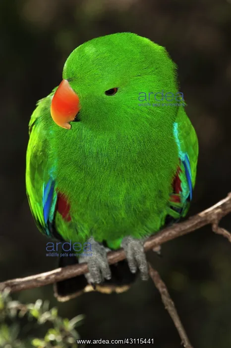 : Eclectus Parrot : Eclectus Parrot