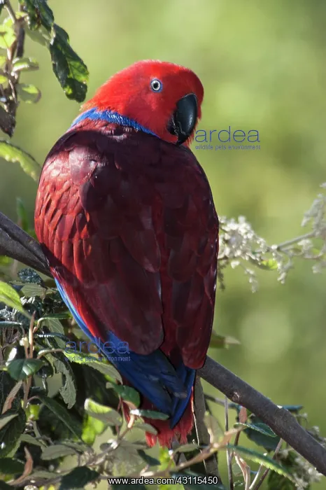 : Eclectus Parrot : Eclectus Parrot