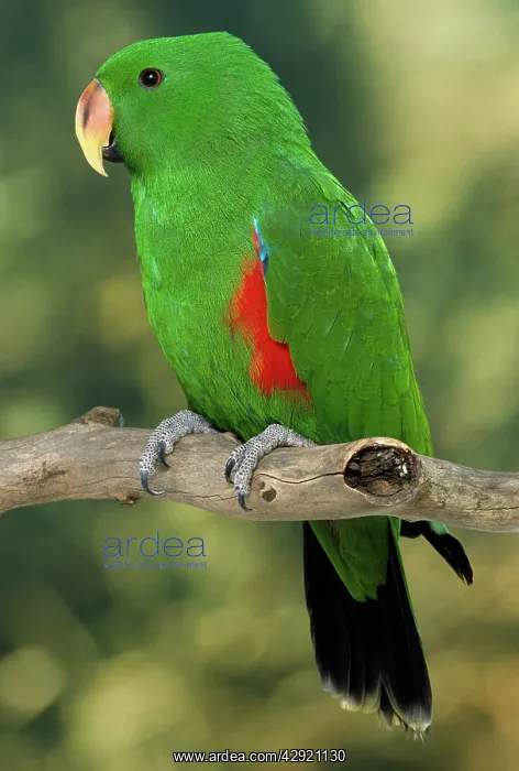 : Eclectus Parrot - cock : Eclectus Parrot - cock