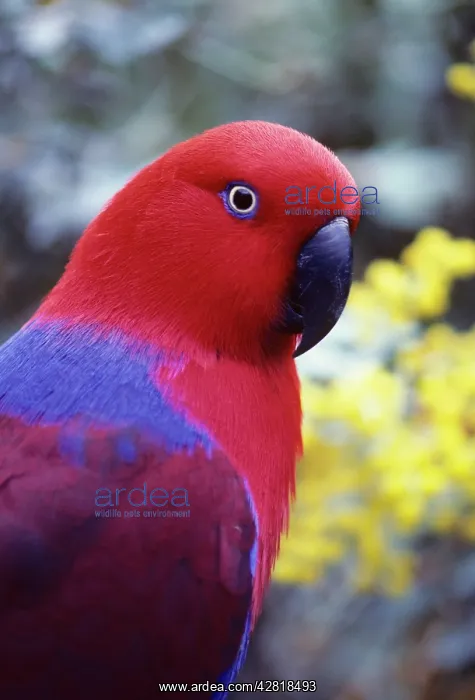 : Eclectus Parrot - Female : Eclectus Parrot - Female