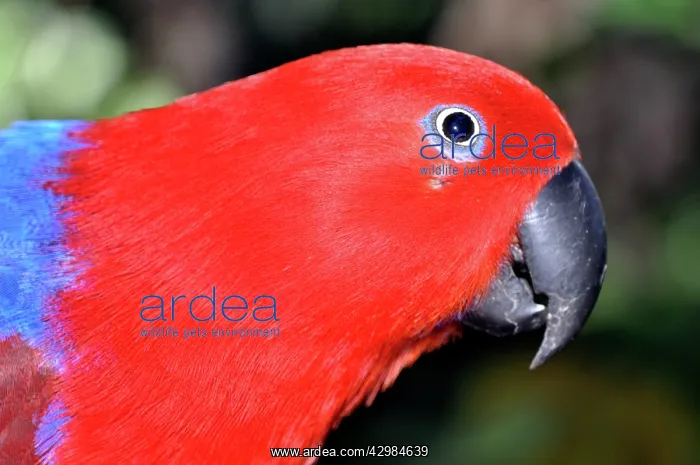 : Eclectus Parrot - female : Eclectus Parrot - female