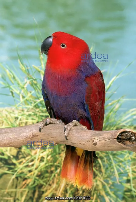 : Eclectus Parrot - Hen perched on branch : Eclectus Parrot - Hen perched on branch